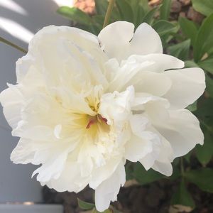 Meet your Posher, Tracey